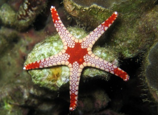 Awesome multicolored starfish (sea stars)