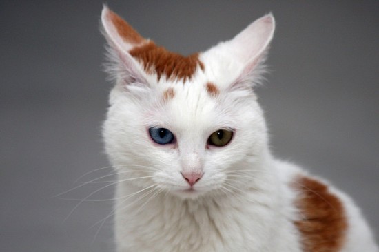 Beautiful odd eyed cats