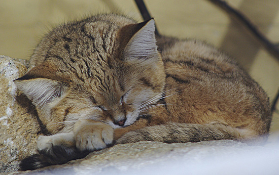 Felis margarita, the sand cat