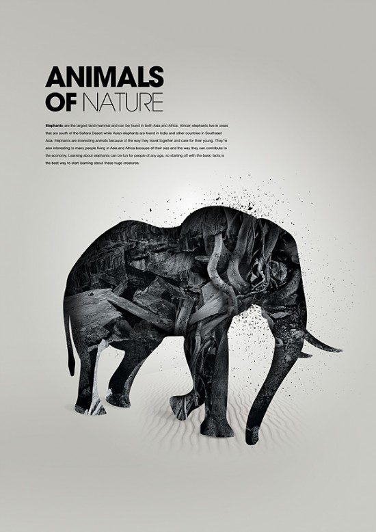 The animals of nature, project by Patrick Monkel