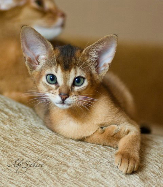 Abyssinian cats by AbySphere