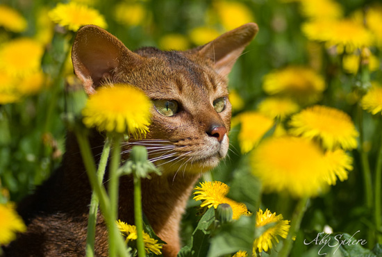 Abyssinian cats by AbySphere