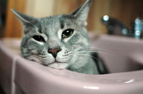 It's a bathtime: sink cats