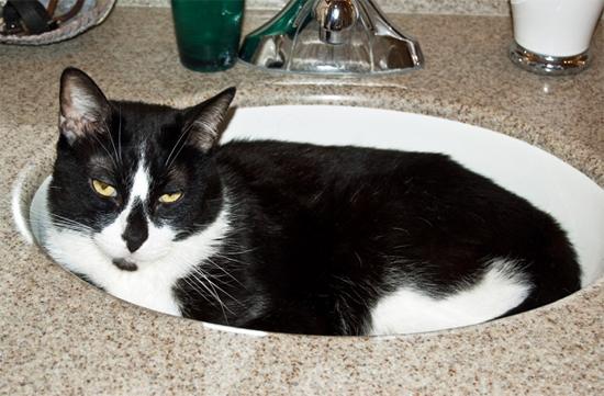 It's a bathtime: sink cats