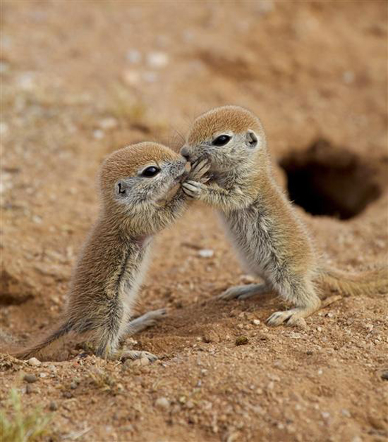 Baby squirrels bust out of their burrow