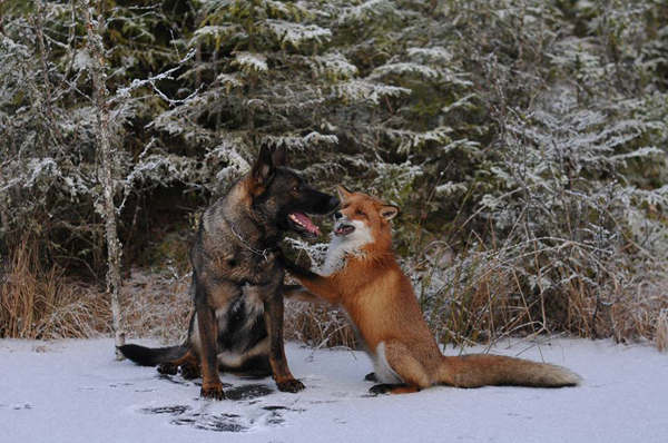 Surprising friendship between Norwegian dog and wild fox