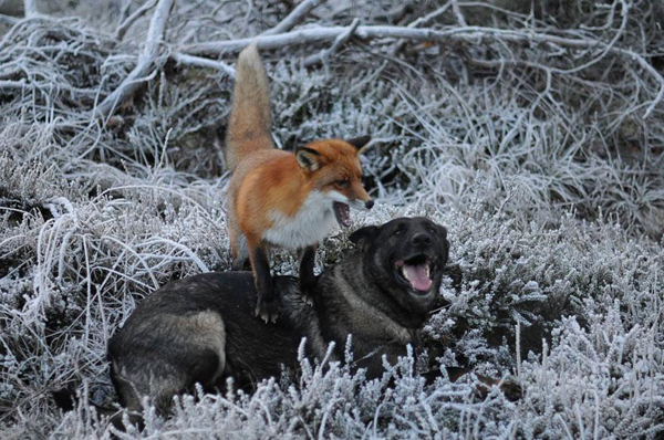 Surprising friendship between Norwegian dog and wild fox