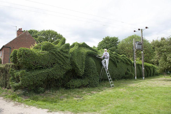 John Brooker spent 10 years turning 150-ft-long hedge into giant dragon
