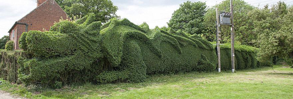 John Brooker spent 10 years turning 150-ft-long hedge into giant dragon