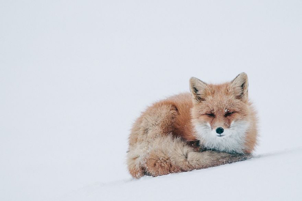 Amazing photos of foxes in the Arctic Circle by Ivan Kislov