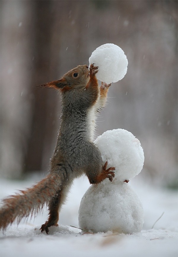 Adorable-squirrels-having-some-wintertim