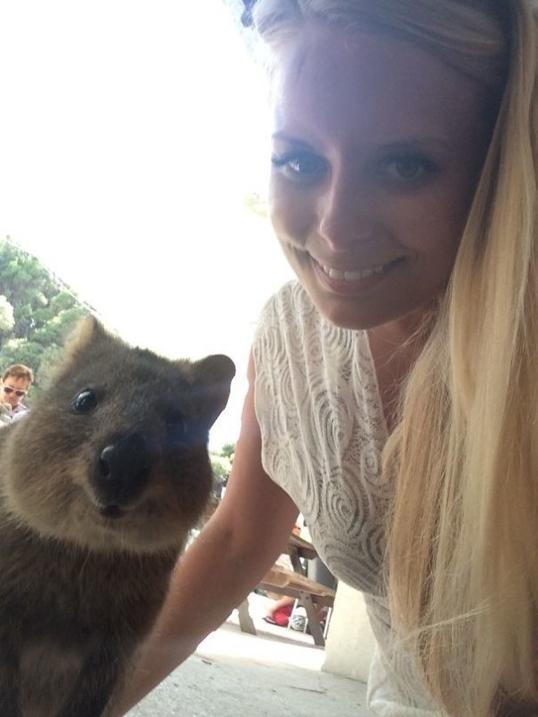 Quokka selfie, cutest trend in Australia right now