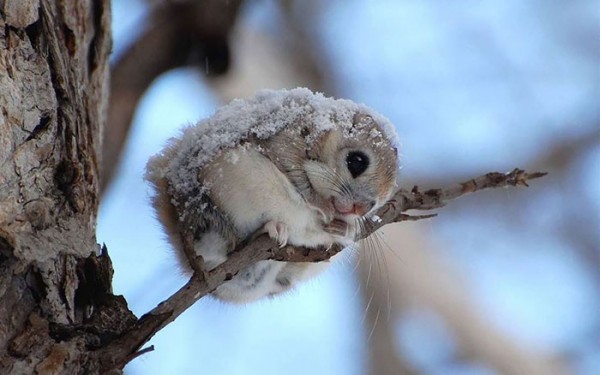 Japanese and Siberian flying squirrels