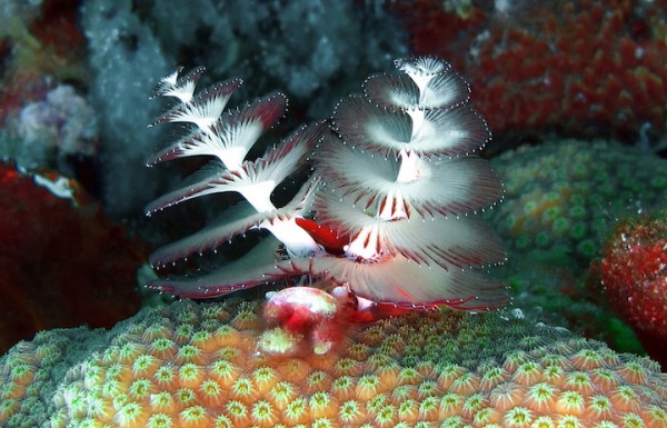 Underwater creatures look like mini Christmas trees