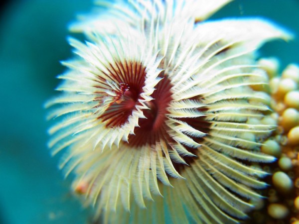 Underwater creatures look like mini Christmas trees