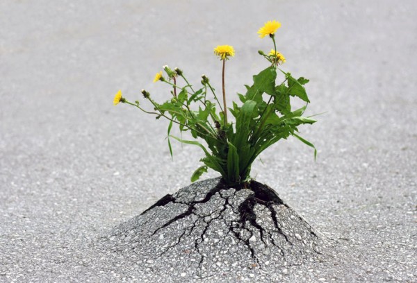 Life always finds a way