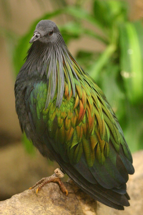 Nicobar pigeon, the closest living relative of the Dodo bird