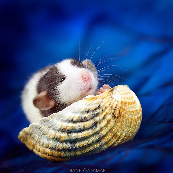 Fancy rats, a collection of domestic rats portraits by Diane Özdamar