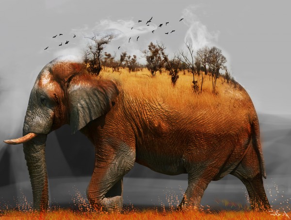 Animal collection, illustration by Marco Micelli
