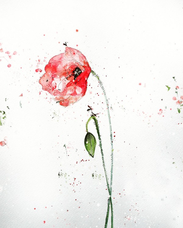 Papaver rhoeas, painting by Delphine Labedan