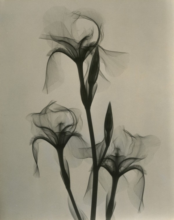 X-Ray photographs from the 1930s by Dr. Dain L. Tasker