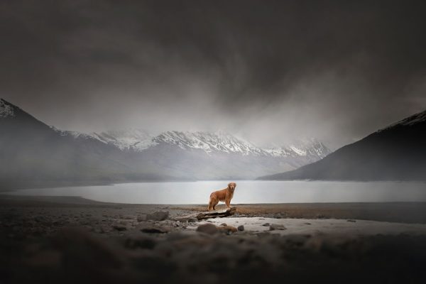 Four-legged models in breathtaking landscapes, photography by Alicja Zmysłowska