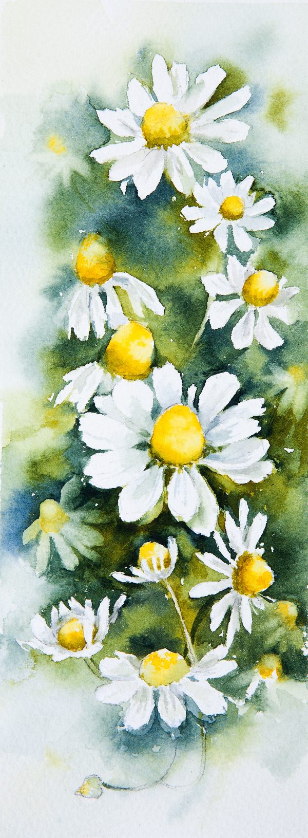 Daisies in watercolor, paintings by Elena Moroz