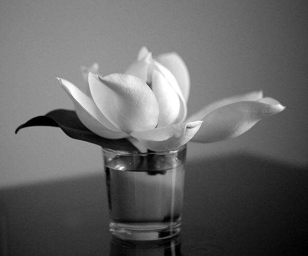 Magnolia Tenderness, photography by Tatiana Korchemkina
