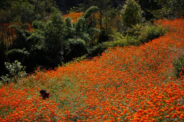 Marigold Flowers in Nepal, photography by Skanda Gautam