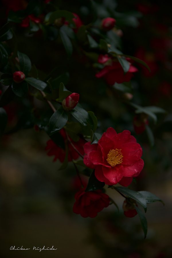 Camellia, photography by Chikao Nishida