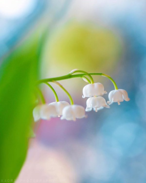 Adorable flower photography by Kaori Hoshimoto