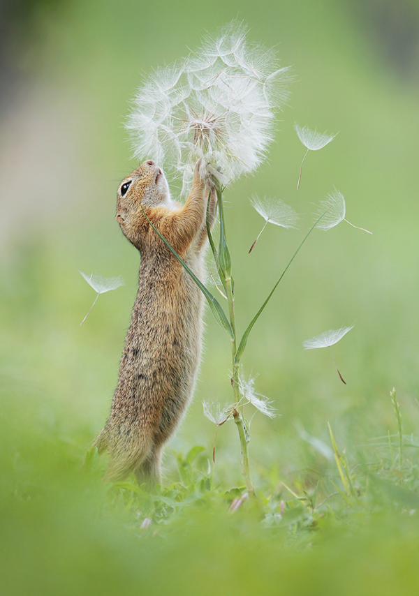 Amusing wildlife shots by Julian Rad