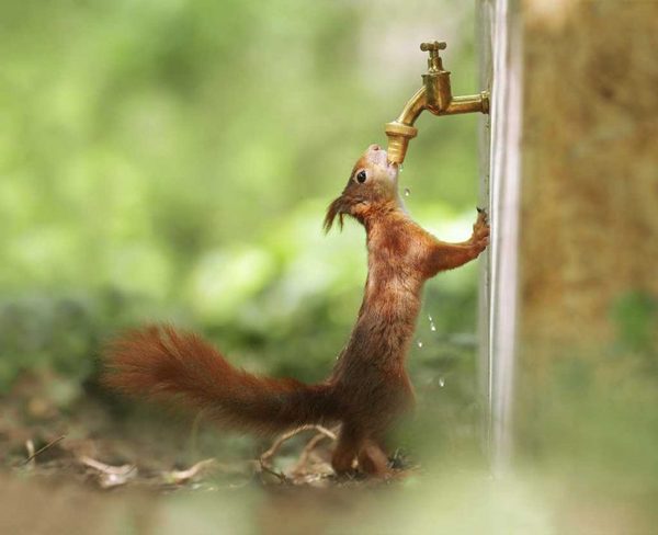 Amusing wildlife shots by Julian Rad
