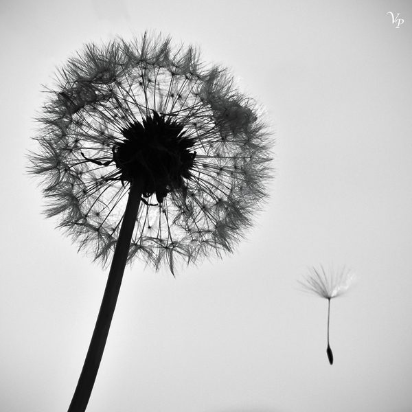 Aussi léger que le vent, photography by Valou Perron