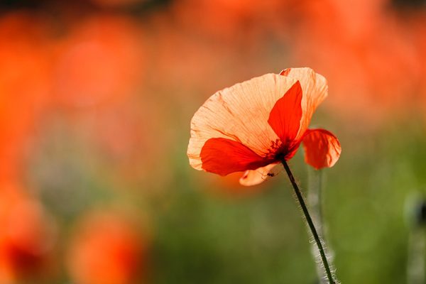 Poppy field, photography by Ton Vogels
