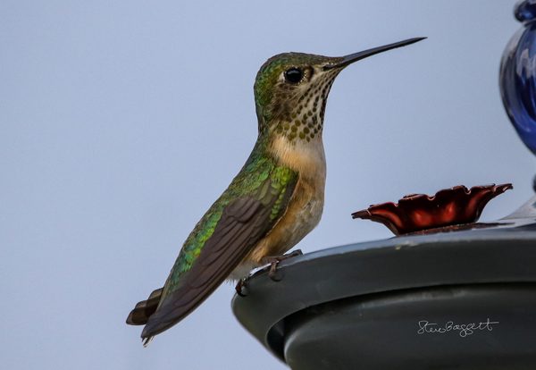 This Summer's Hummers, photography by Steven Baggett