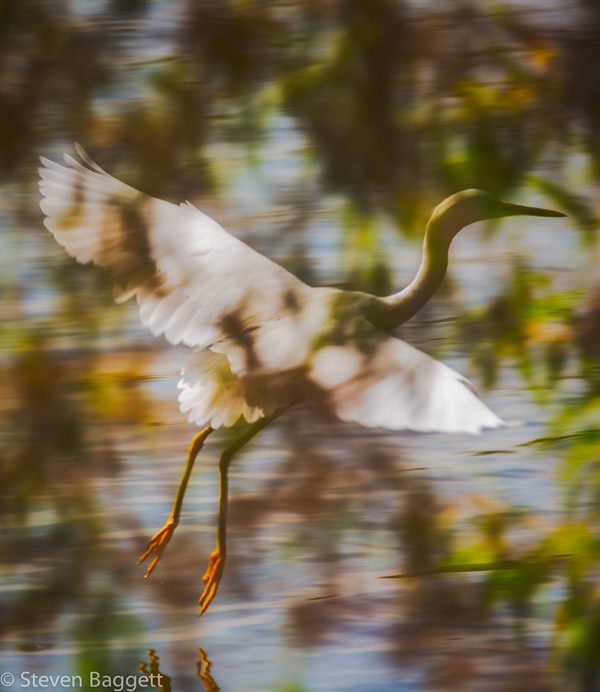 Egret series, photography by Steven Baggett