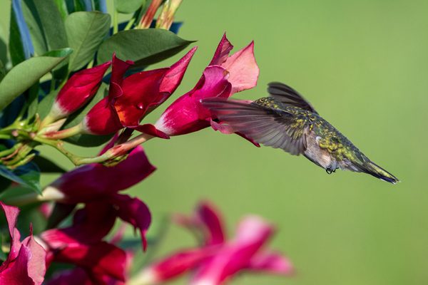 Hummingbirds and dipladenia, photography by Jared D. Rogers
