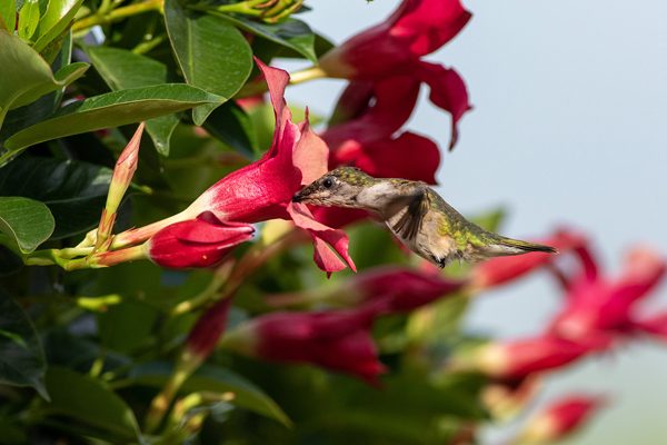 Hummingbirds and dipladenia, photography by Jared D. Rogers
