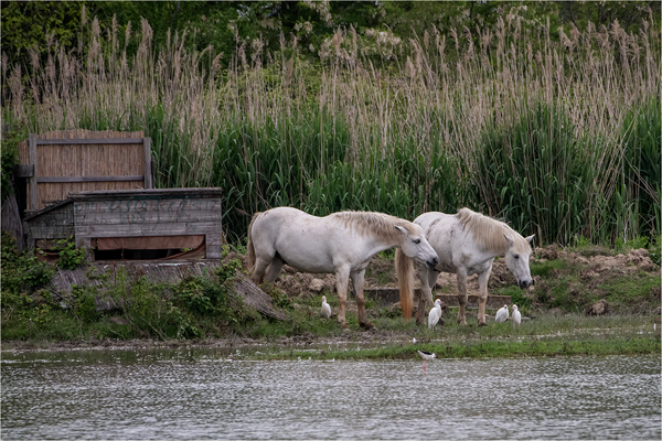 I cavalli dell'Isola della Cona, photography by Paola Bottoni