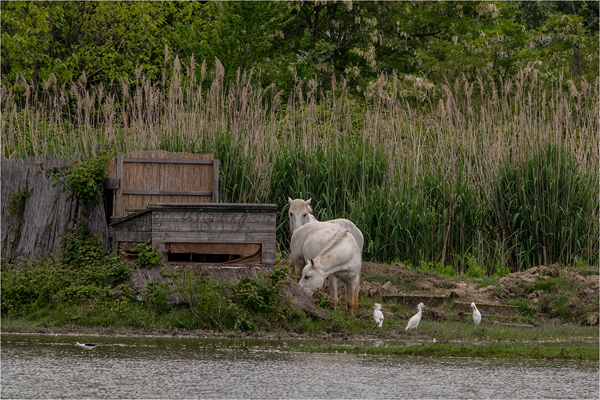 I cavalli dell'Isola della Cona, photography by Paola Bottoni