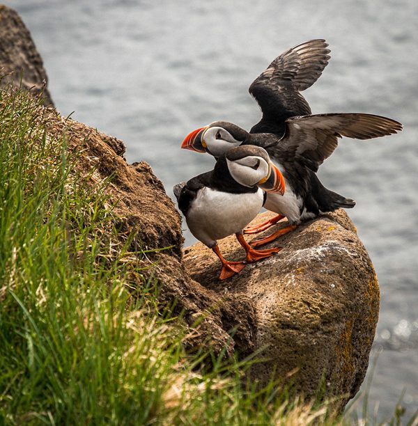 Puffins on Iceland, photography by Axel Galesloot