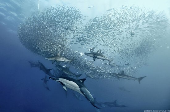 Underwater symphony by Alexander Safonov