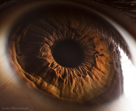 Beauty in the eye of the beholder, revealing macro photography by Suren Manvelyan