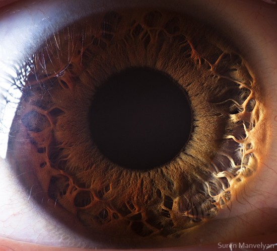 Beauty in the eye of the beholder, revealing macro photography by Suren Manvelyan