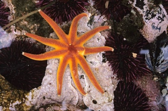 Awesome multicolored starfish (sea stars)