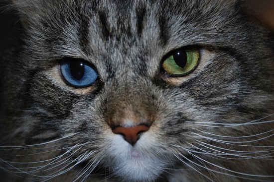 Beautiful odd eyed cats