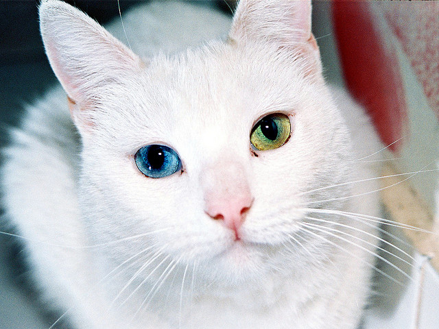 Beautiful odd eyed cats - Ego - AlterEgo