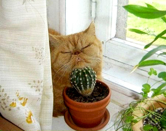 Cats loves cactus