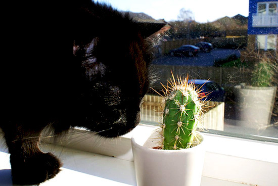 Cats loves cactus